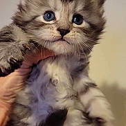 Anubis a rejoint le concours — aidez-le/la à gagner de superbes lots ! kitten, cat, blue_eyes, fur, paw, cute, pet, animal, fluffy, small, young, whiskers, hand, holding, indoor, portrait, mammal, feline, adorable, closeup