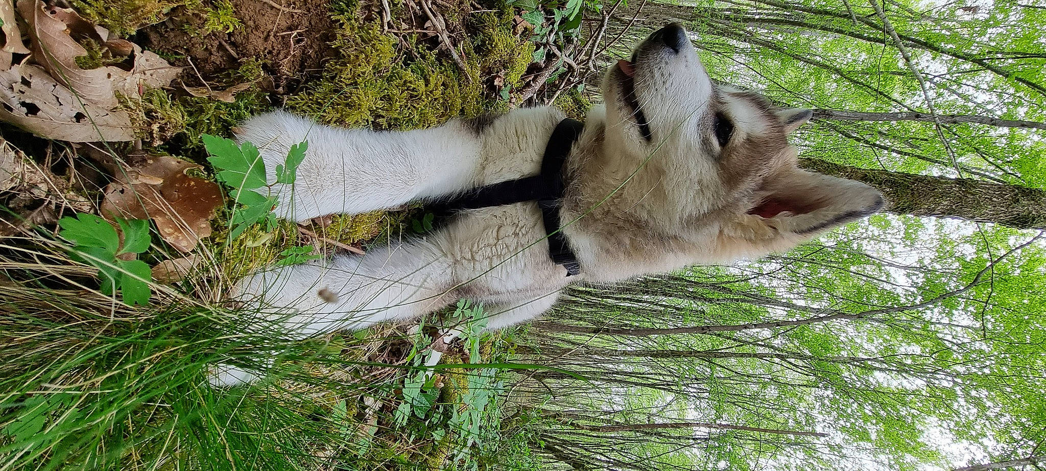 Karma participe au concours pour gagner de l'argent avec cette photo : branch, fawn, fur, grass, groundcover, marsupial, plant, safari, snout, tail, terrestrial_animal, tree, trunk, twig, wildlife, wood