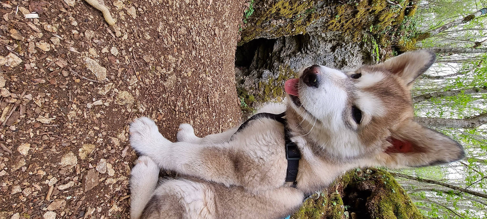 Karma a rejoint le concours — aidez-le/la à gagner de superbes lots ! adventure, canidae, carnivore, companion_dog, dog, dog_breed, fawn, fur, grass, mammal, plant, snout, sporting_group, terrestrial_animal, tree, trunk, vertebrate, whiskers, wood, working_animal