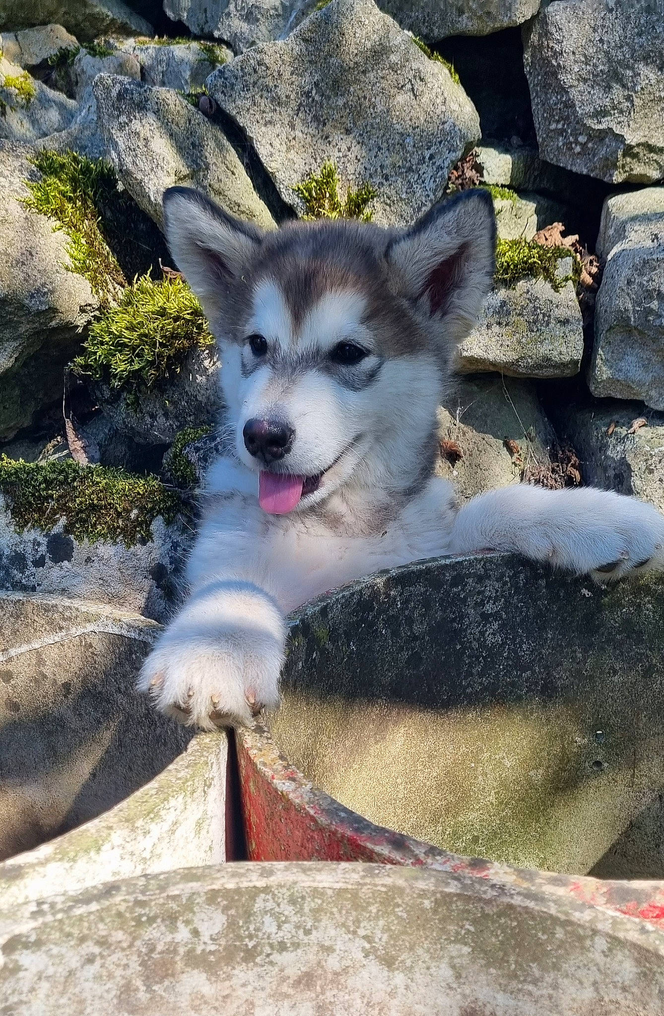 Karma a rejoint le concours — aidez-le/la à gagner de superbes lots ! canidae, canis, carnivore, companion_dog, dog, dog_breed, fawn, fur, plant, rock, sled_dog, snout, sporting_group, tail, terrestrial_animal, whiskers, wildlife, wolf, working_animal, working_dog