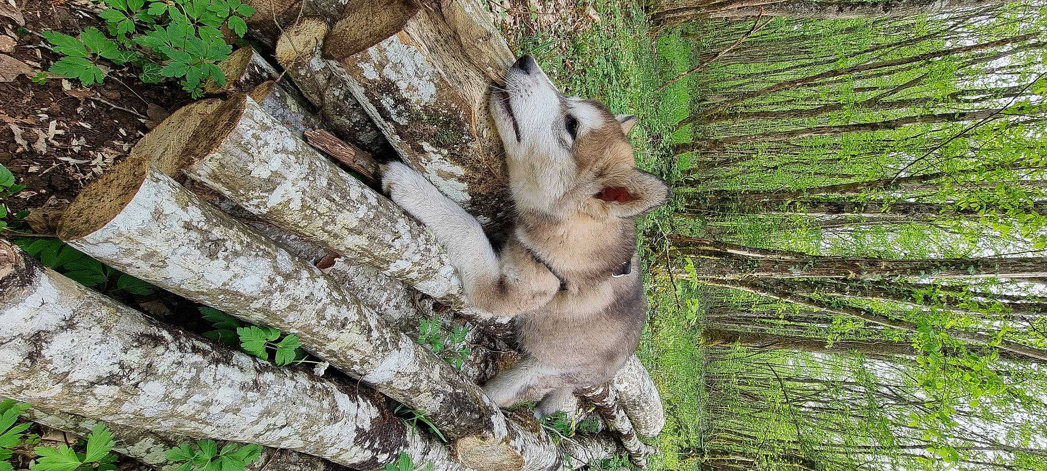 Karma participe au concours pour gagner de l'argent avec cette photo : bedrock, fawn, felidae, forest, fur, grass, groundcover, hare, marsupial, plant, rodent, small_to_medium_sized_cats, tail, terrestrial_animal, terrestrial_plant, tree, trunk, whiskers, wildlife, wood