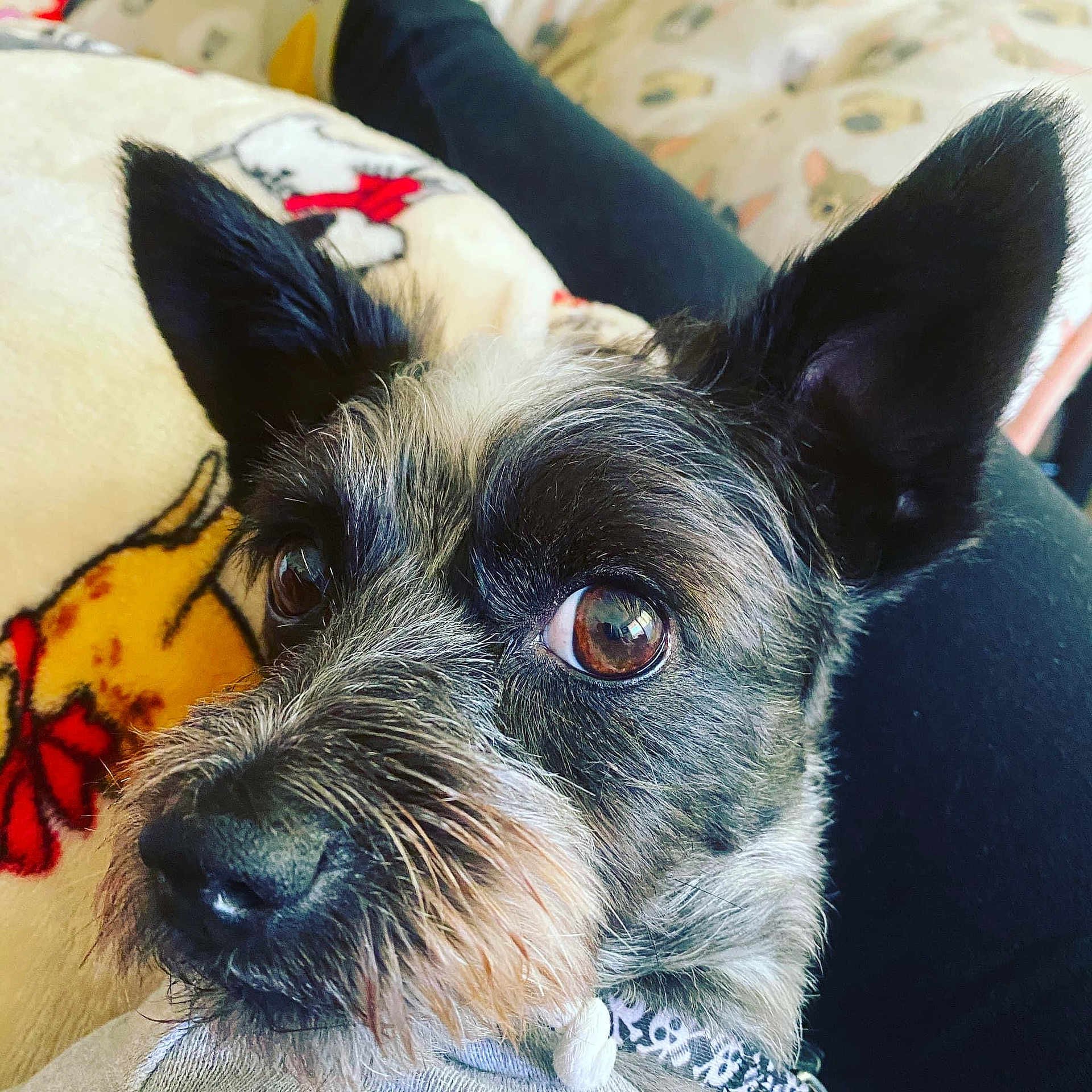 Dexter