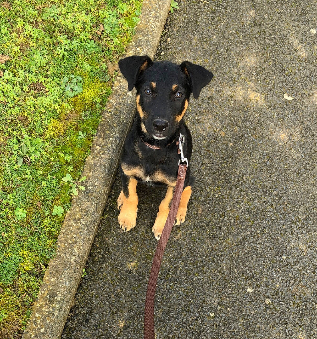 Muffin participe au concours pour gagner de l'argent avec cette photo : black_and_tan_terrier, canidae, carlin_pinscher, carnivore, dog, dog_breed, feist, german_pinscher, huntaway, jagdterrier, mammal, miniature_pinscher, patterdale_terrier, pinscher, potcake_dog, puppy, sporting_group, toy_manchester_terrier, vertebrate