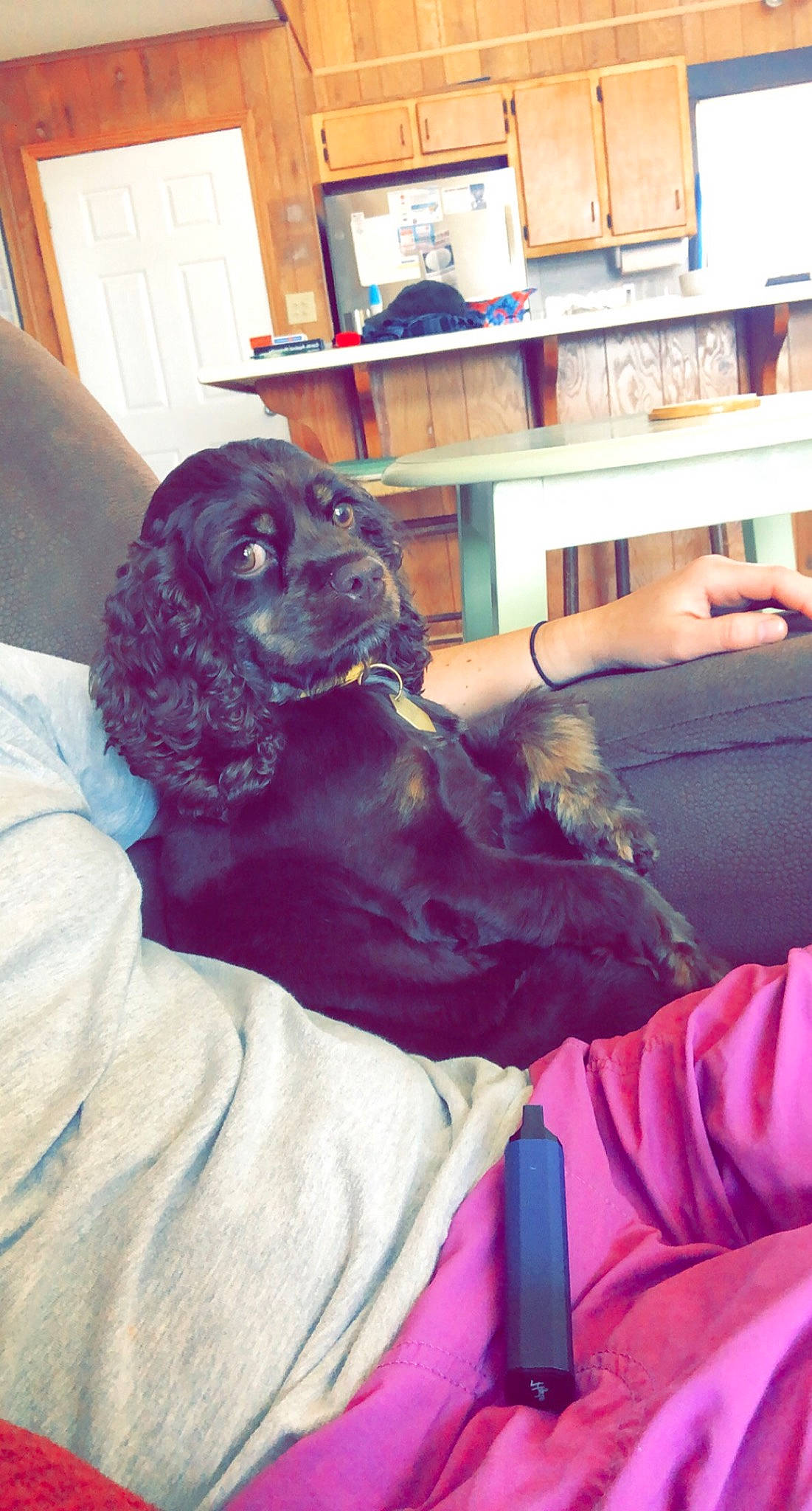 Winifred joined the competition — help win amazing prizes! bookcase, carnivore, chair, comfort, companion_dog, dog, dog_breed, fur, furniture, houseplant, liver, long_hair, magenta, picture_frame, purple, room, shelf, shelving, sitting, spaniel