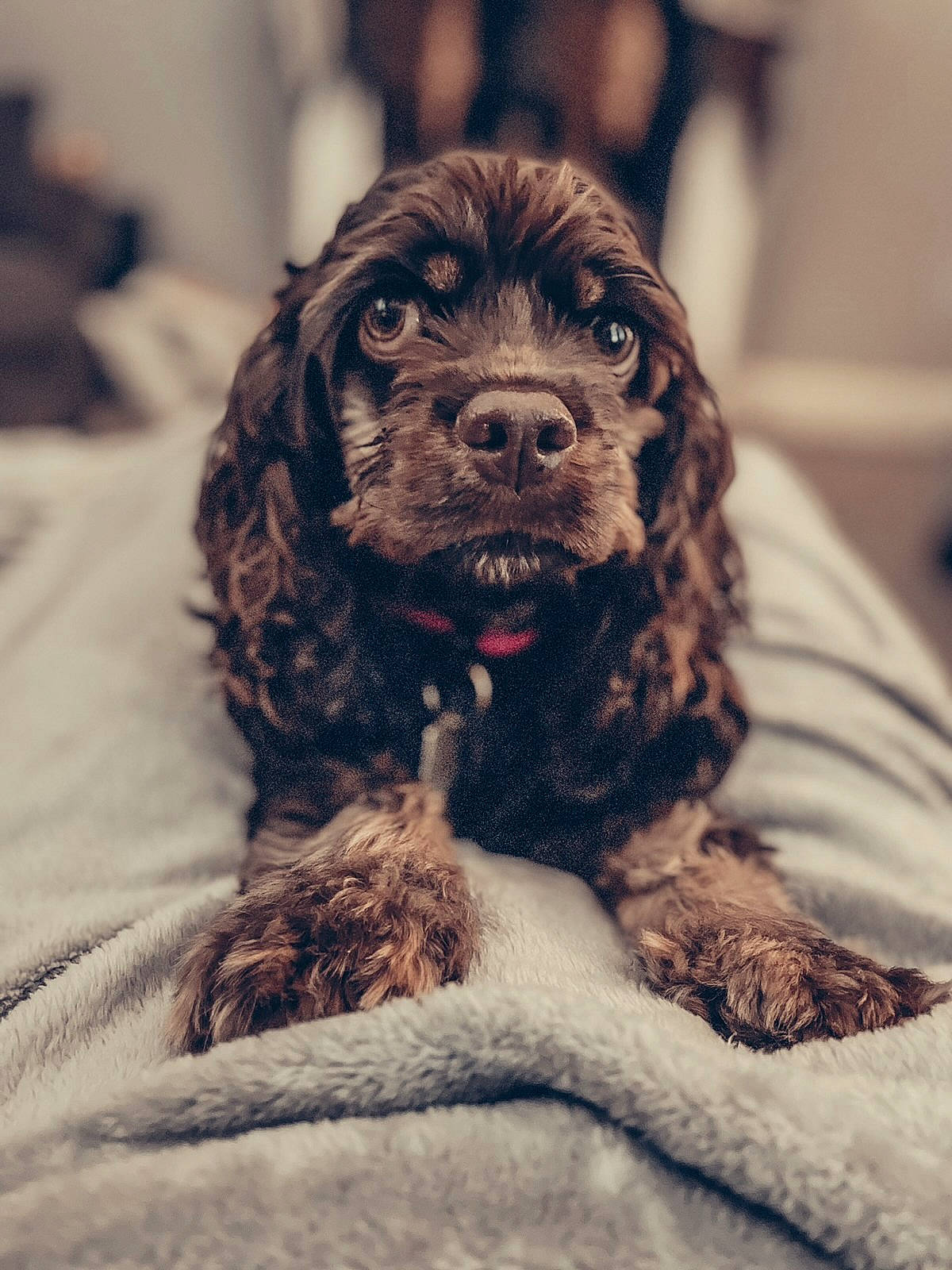 Winifred joined the competition — help win amazing prizes! canidae, carnivore, cocker_spaniel, companion_dog, dog, dog_breed, ear, fur, liver, metal, non_sporting_group, puppy, puppy_love, snout, spaniel, sporting_group, terrestrial_animal, water_dog, whiskers, working_animal