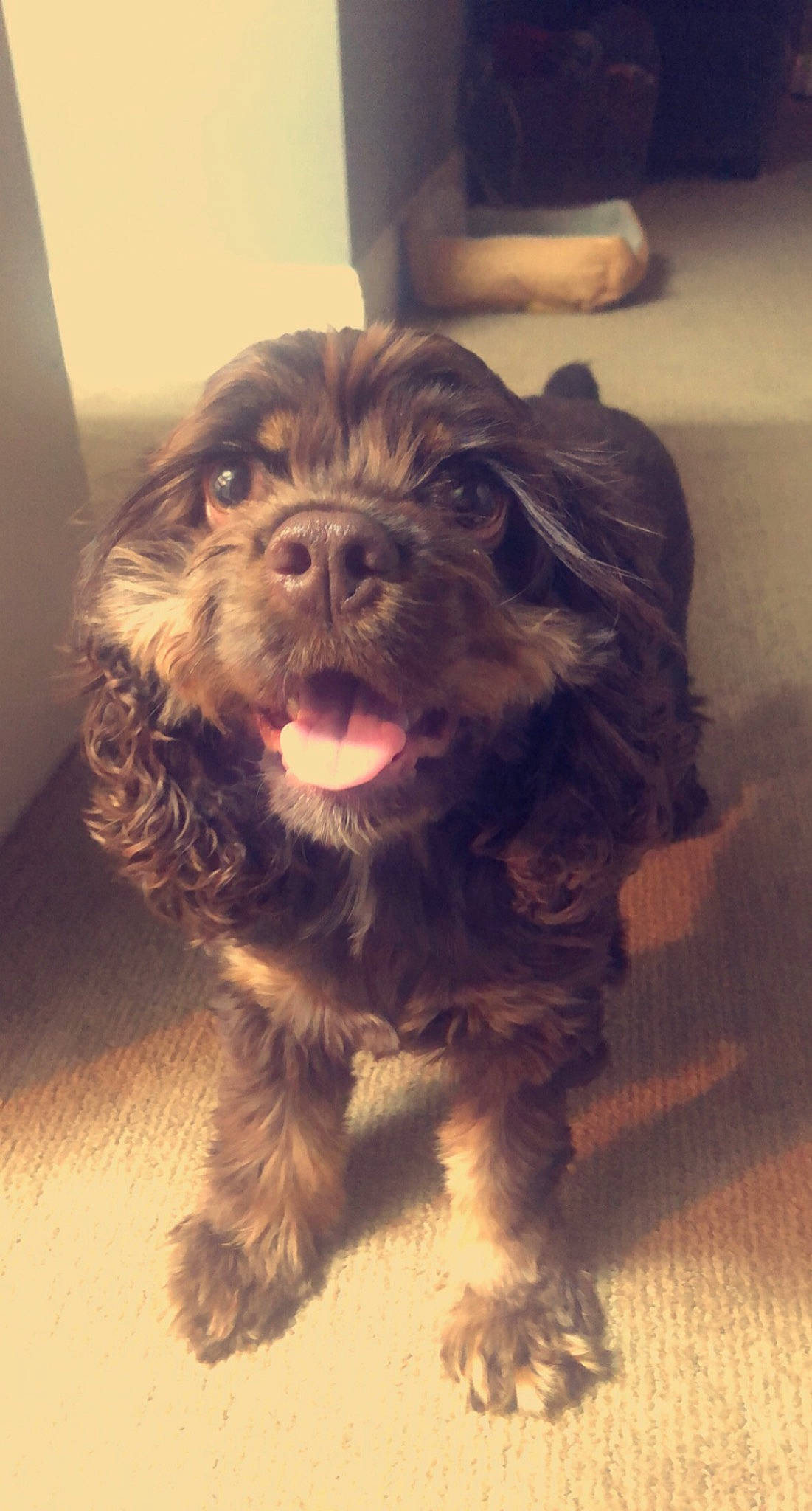 Winifred joined the competition — help win amazing prizes! canidae, carnivore, companion_dog, dog, dog_breed, flooring, fur, jaw, liver, maltepoo, paw, small_terrier, snout, spaniel, sporting_group, terrier, toy_dog, water_dog, whiskers, working_animal