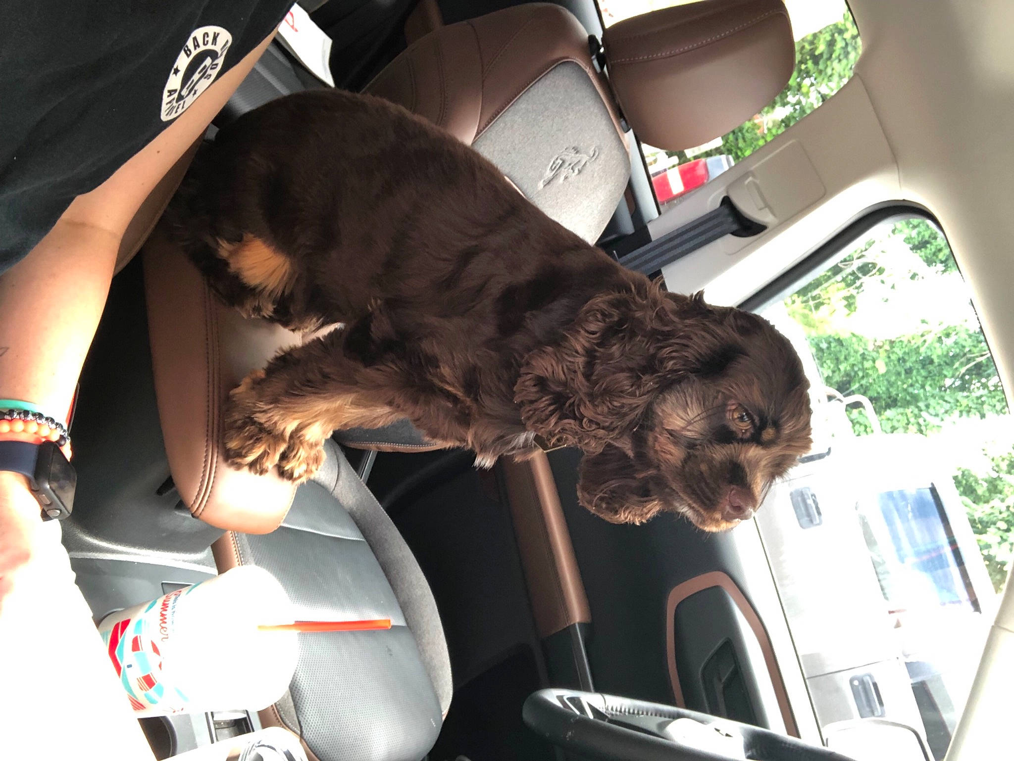 Winifred is registered to the contest to win money with this photo: auto_part, automotive_design, automotive_exterior, automotive_mirror, car, car_seat, car_seat_cover, carnivore, comfort, companion_dog, dog, dog_breed, head_restraint, liver, motor_vehicle, sporting_group, steering_wheel, vehicle, vehicle_door, window