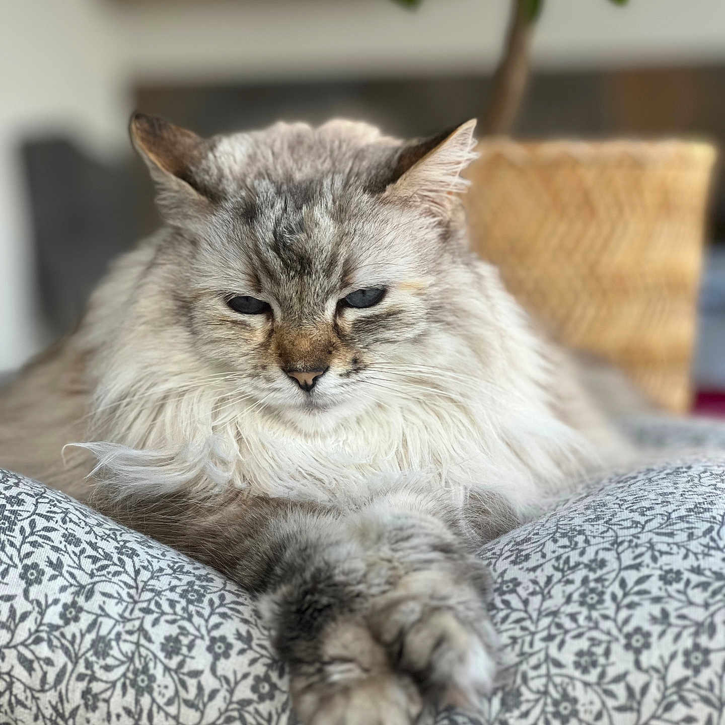 Mia participe au concours pour gagner de l'argent avec cette photo : abyssinian, angora, animal, architecture, armchair, blanket, building, cat, chair, couch, cushion, furniture, homedecor, indoors, kitten, linen, livingroom, manx, pet, siamese