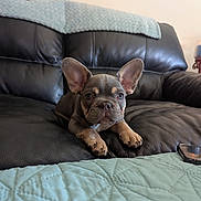 Ozzy is registered to the contest to win money with this photo: french_bulldog, puppy, dog, couch, leather, black, quilt, light_blue, indoor, pet, animal, resting, ears, cute, small_dog, background, home, furniture, relaxing, portrait