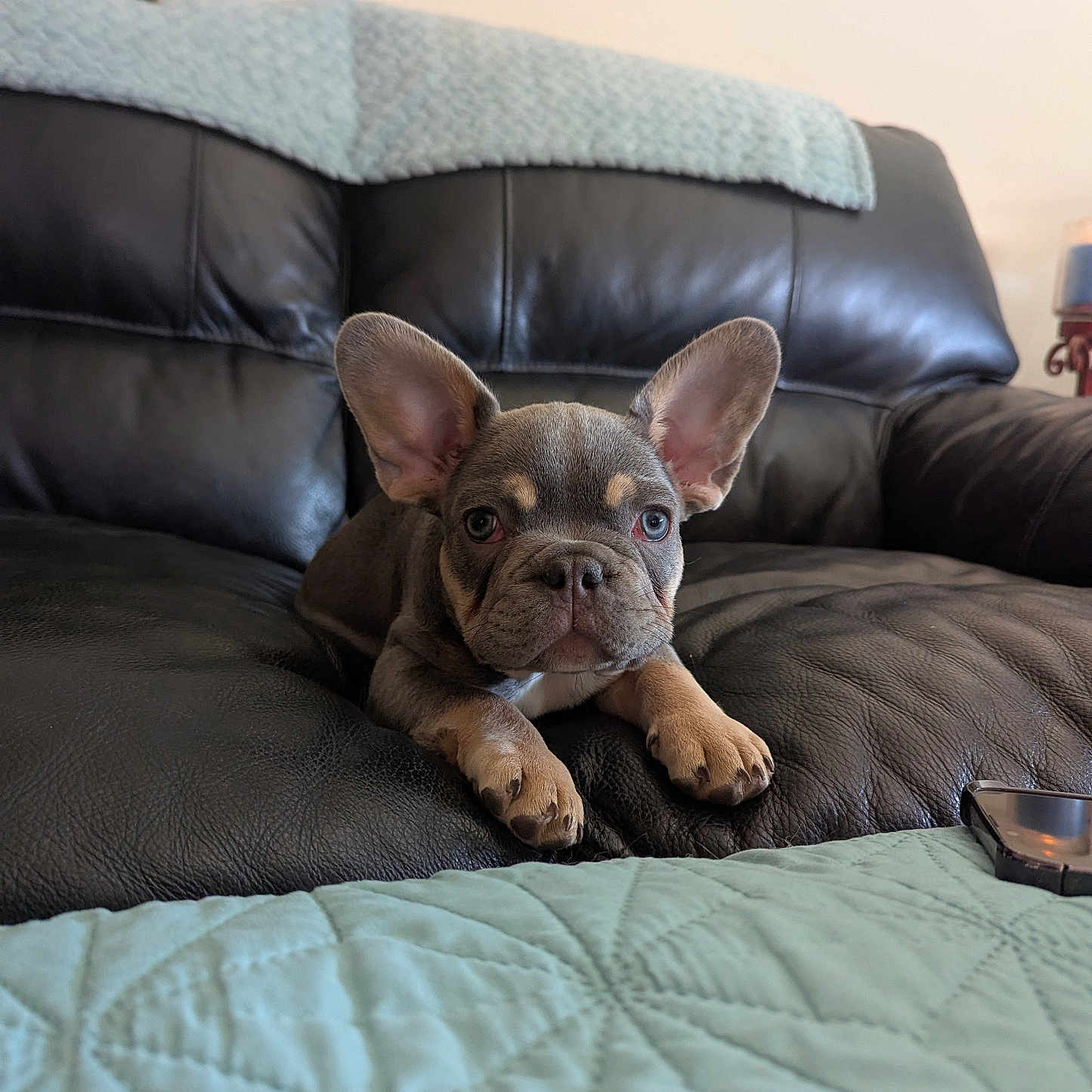 Ozzy is registered to the contest to win money with this photo: animal, background, black, couch, cute, dog, ears, french_bulldog, furniture, home, indoor, leather, light_blue, pet, portrait, puppy, quilt, relaxing, resting, small_dog