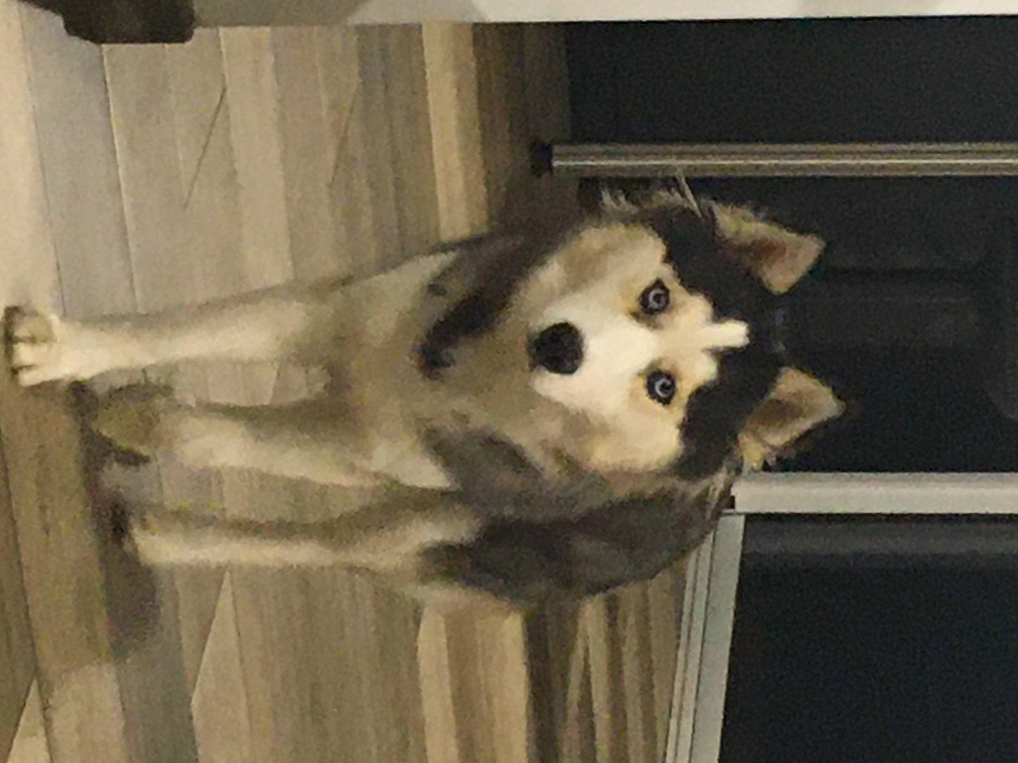 Saika a rejoint le concours — aidez-le/la à gagner de superbes lots ! ancient_dog_breeds, art, canidae, canis, carnivore, companion_dog, dog, dog_breed, fawn, fur, german_spitz, monochrome, non_sporting_group, sled_dog, snout, spitz, sporting_group, tail, wood, working_animal