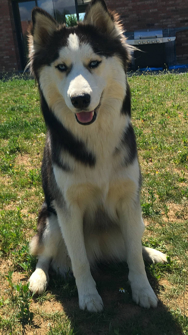 Saika a rejoint le concours — aidez-le/la à gagner de superbes lots ! ancient_dog_breeds, canidae, canis, carnivore, companion_dog, dog, dog_breed, fur, grass, jaw, non_sporting_group, recreation, siberian_husky, sled_dog, snout, sporting_group, terrestrial_animal, wolf, working_animal, working_dog