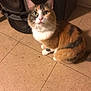 cat, calico_cat, indoor, floor, tiled_floor, speaker, sony, pet, animal, fur, whiskers, ears, green_eyes, looking_up, curious, cute, domestic_cat, feline, sitting, close_up