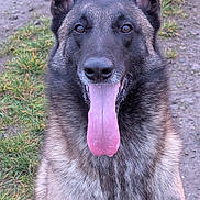 Thor a rejoint le concours — aidez-le/la à gagner de superbes lots ! dog, german_shepherd, animal, pet, canine, outdoor, grass, dirt_path, tongue_out, sitting, happy, fur, ears, face, portrait, nature, muzzle, friendly, alert, companion