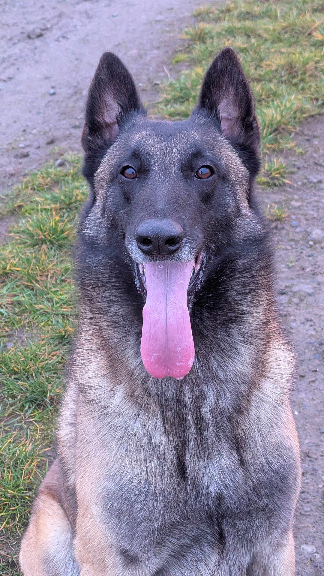 Thor a rejoint le concours — aidez-le/la à gagner de superbes lots ! dog, german_shepherd, animal, pet, canine, outdoor, grass, dirt_path, tongue_out, sitting, happy, fur, ears, face, portrait, nature, muzzle, friendly, alert, companion