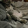 kitten, cat, bed, blanket, fur, resting, cozy, indoor, pet, sleepy, animal, cute, gray, feline, soft, relaxed, young, comfort, nap, home