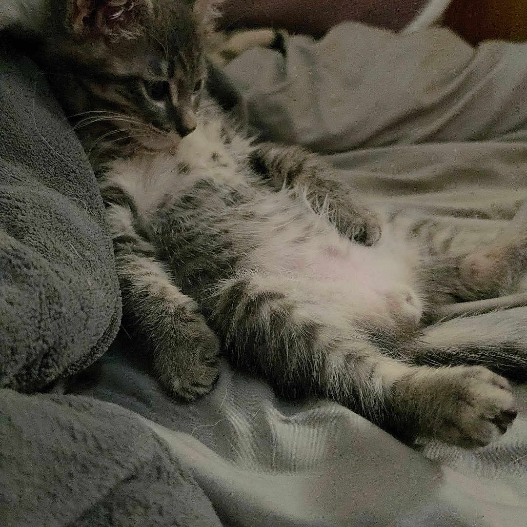 Cheeto