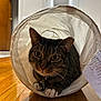 cat, tabby, white_paws, fabric_tunnel, curious, indoor, wooden_floor, collar, pet, animal, feline, close_up, kitten, household, domestic, playful, whiskers, ears, floor_reflection, background