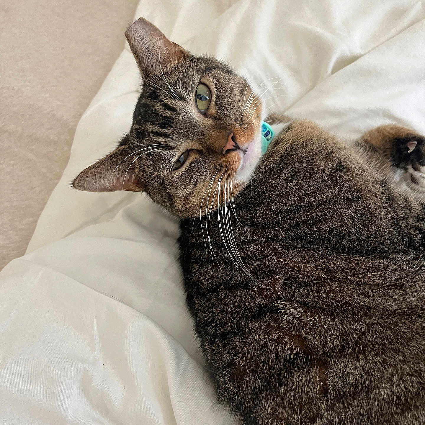 Reece joined the competition — help win amazing prizes! animal, bed, blanket, cat, closeup, collar, cozy, cute, domestic, fur, indoor, mammal, pet, portrait, relaxed, resting, sleepy, soft, tabby, whiskers