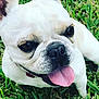 dog, french_bulldog, white_dog, tongue_out, close_up, pet, grass, outdoor, canine, happy, animal, muzzle, ears, face, nose, tongue, playing, cute, friendly, summer