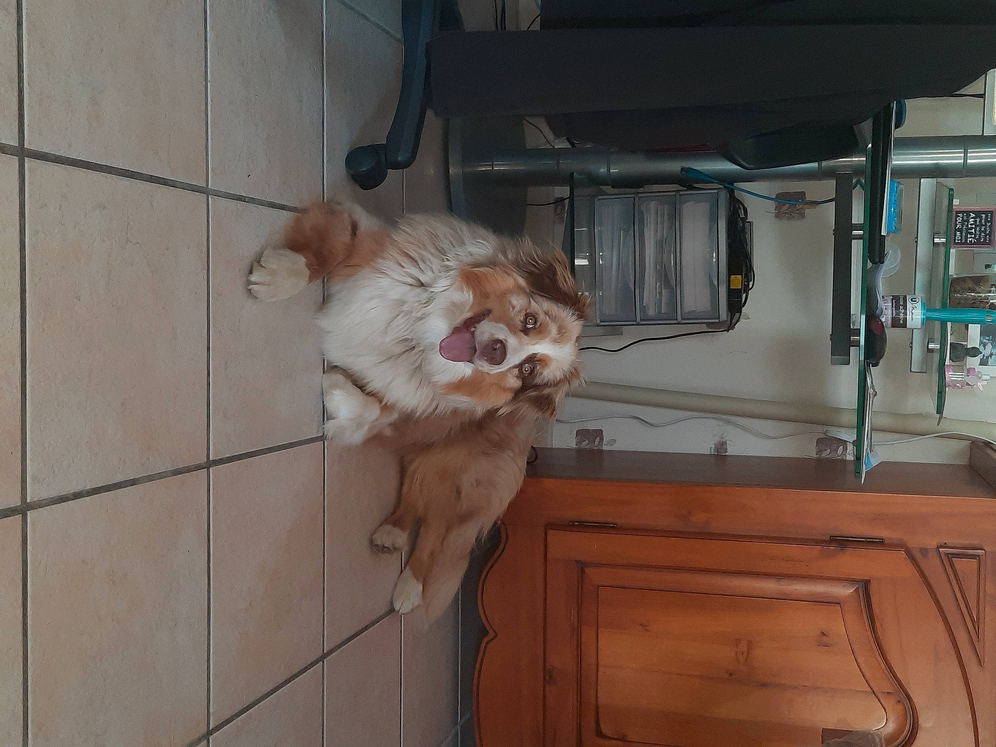 Twinnie a rejoint le concours — aidez-le/la à gagner de superbes lots ! carnivore, companion_dog, dog, dog_breed, fawn, felidae, flooring, fur, hardwood, liver, paw, small_to_medium_sized_cats, snout, spaniel, sporting_group, tail, toy_dog, whiskers, wood, working_animal