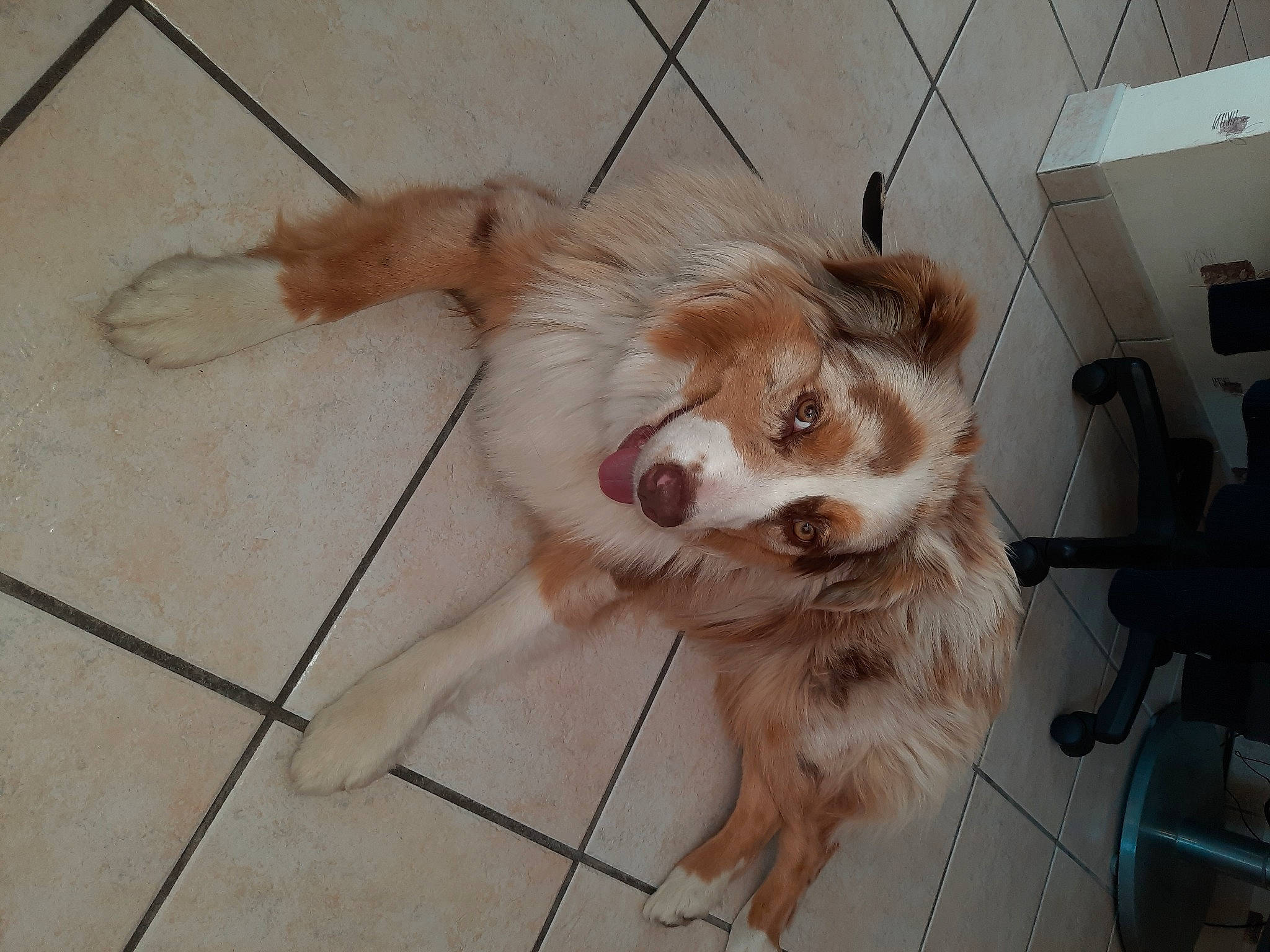 Twinnie a rejoint le concours — aidez-le/la à gagner de superbes lots ! canidae, carnivore, companion_dog, dog, dog_breed, fawn, felidae, floor, flooring, fur, paw, small_to_medium_sized_cats, snout, sporting_group, tail, tile_flooring, toy_dog, volpino_italiano, whiskers, working_animal