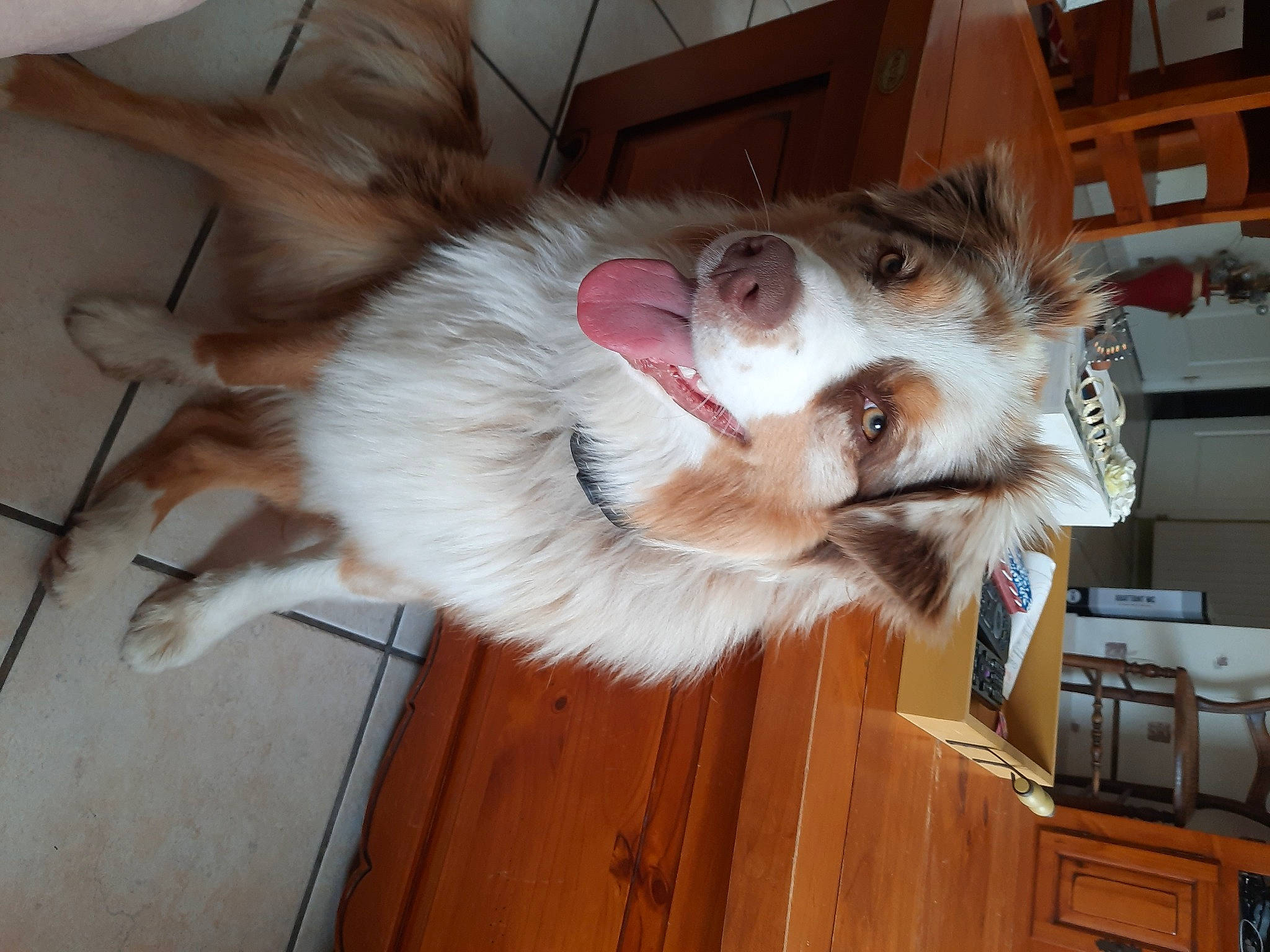 Twinnie a rejoint le concours — aidez-le/la à gagner de superbes lots ! canidae, carnivore, collar, companion_dog, dog, dog_breed, ear, fawn, felidae, flooring, fur, hardwood, liver, small_to_medium_sized_cats, snout, sporting_group, tail, whiskers, wood, working_animal