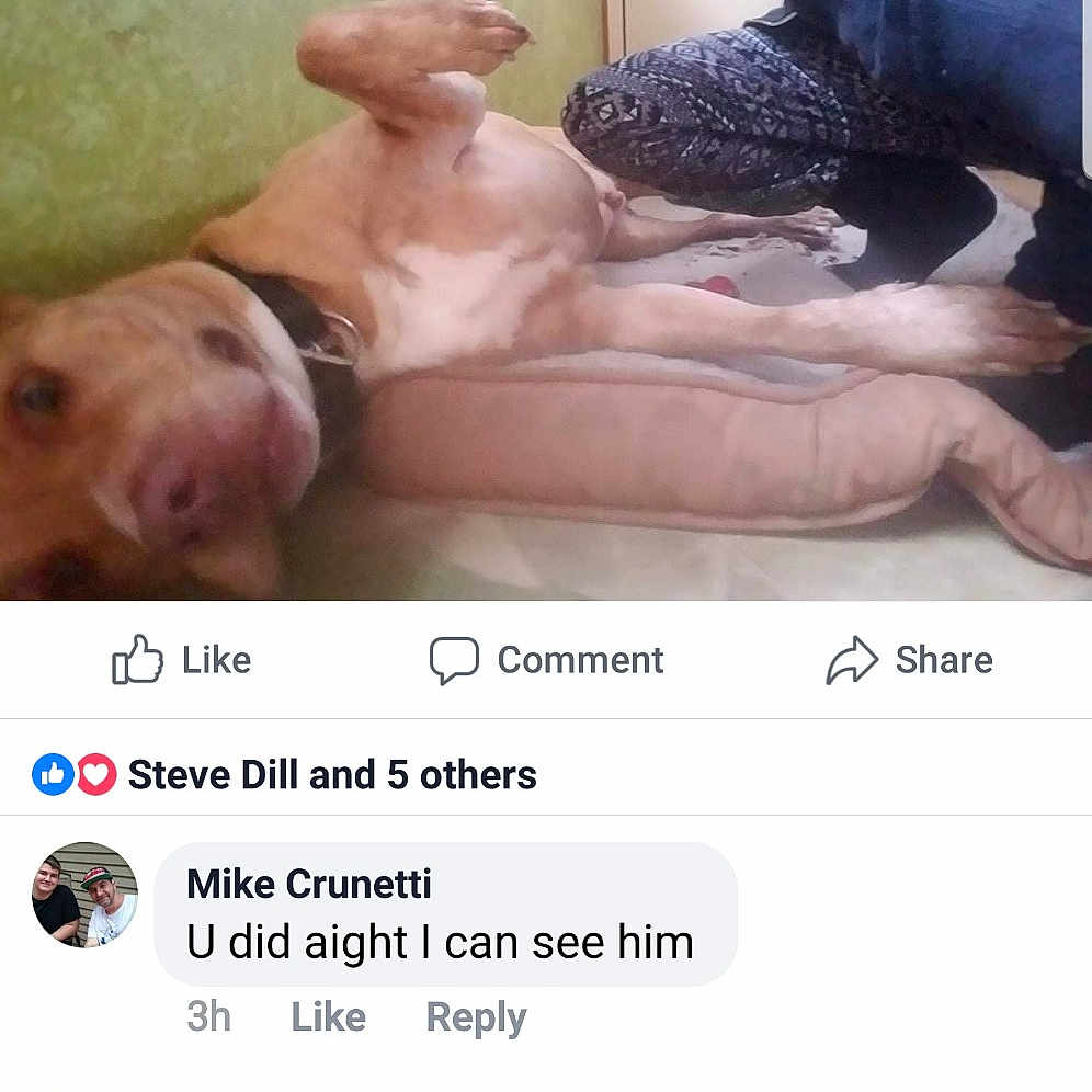 Chopper joined the competition — help win amazing prizes! american_pit_bull_terrier, canidae, companion_dog, dog_breed, hand, leg, non_sporting_group, nose, photo_caption