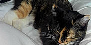 Marlo joined the competition — help win amazing prizes! animal, bed, blanket, calico, cat, comfort, cozy, domestic, feline, fur, indoor, nap, paws, pet, relaxation, resting, sleeping, soft, stretching, whiskers