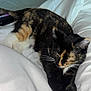 animal, bed, blanket, calico, cat, comfort, cozy, domestic, feline, fur, indoor, nap, paws, pet, relaxation, resting, sleeping, soft, stretching, whiskers