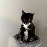 Marlo joined the competition — help win amazing prizes! animal, calm, cat, cat_tree, cute, domestic, ears, feline, fur, gray, home, indoor, looking_down, paws, pet, plush, quiet, sitting, tortoiseshell, whiskers
