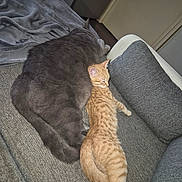 Nala participe au concours pour gagner de l'argent avec cette photo : animal, blanket, cat, cats, couch, cozy, domestic_cat, ears, fur, furniture, gray_cat, indoor, napping, orange_tabby, pet, relaxation, resting, side_by_side, sleeping, tail