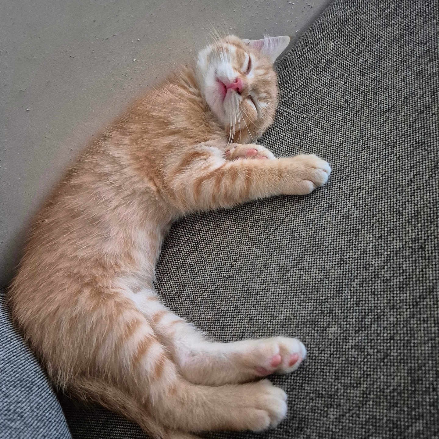 Nala a rejoint le concours — aidez-le/la à gagner de superbes lots ! cat, couch, cozy, cute, domestic_animal, feline, fur, indoor, kitten, mammal, nap, orange_tabby, paw, peaceful, pet, relaxed, resting, sleeping, small_pet, whiskers