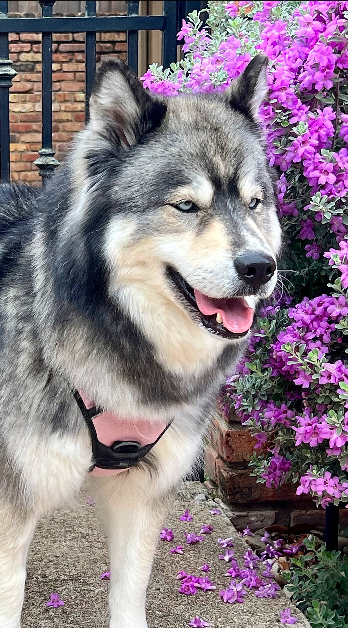 Luna joined the competition — help win amazing prizes! annual_plant, canidae, carnivore, collar, companion_dog, dog, dog_breed, fawn, flower, fur, grass, groundcover, plant, sled_dog, snout, sporting_group, terrestrial_animal, whiskers, working_animal, working_dog