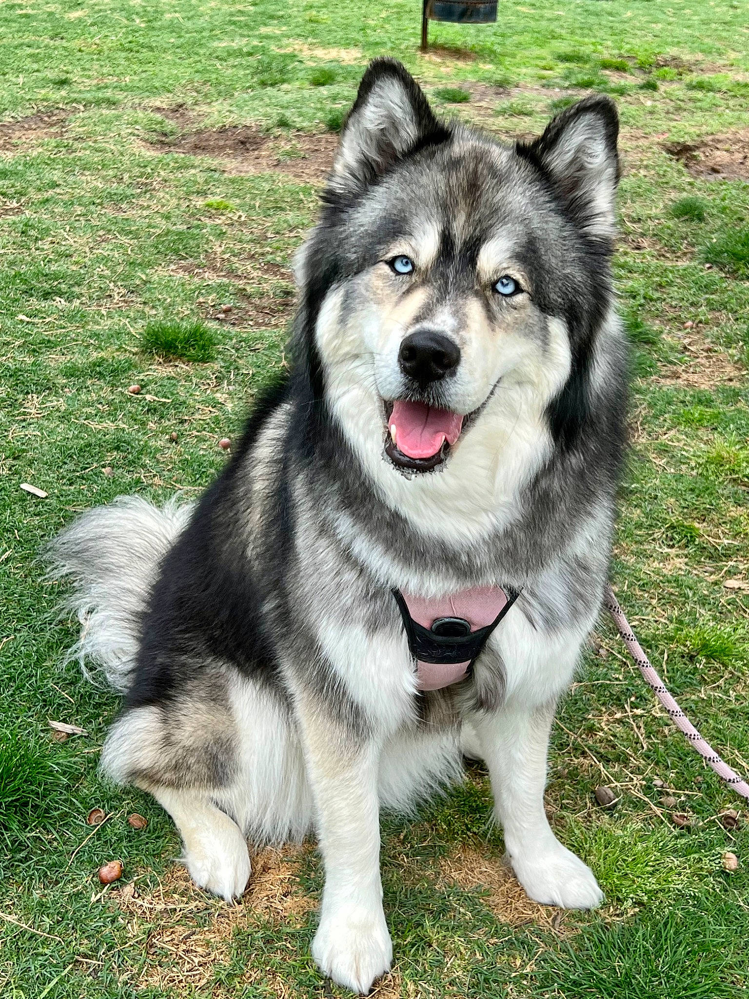 Luna joined the competition — help win amazing prizes! ancient_dog_breeds, canidae, carnivore, collar, companion_dog, dog, dog_breed, foot, fur, grass, non_sporting_group, plant, siberian_husky, sled_dog, snout, sporting_group, working_animal, working_dog