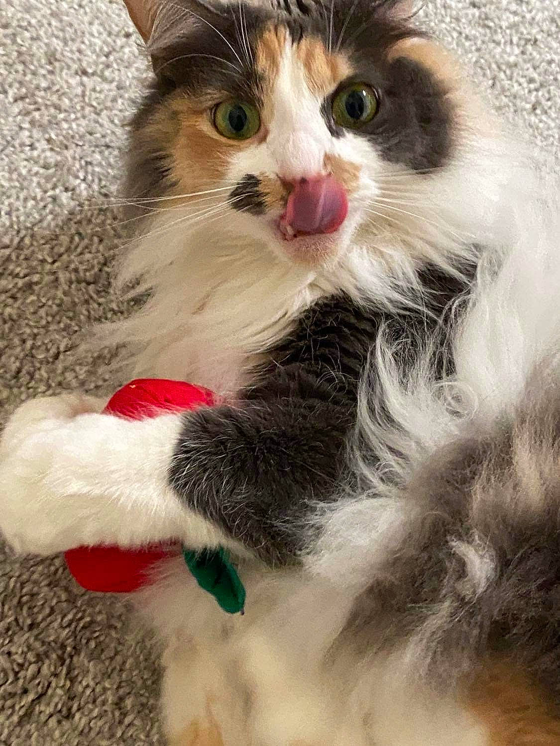 Kitty joined the competition — help win amazing prizes! carnivore, cat, claw, comfort, domestic_short_haired_cat, eye, felidae, foot, fur, gesture, natural_material, paw, plant, small_to_medium_sized_cats, snout, tail, terrestrial_animal, whiskers, window