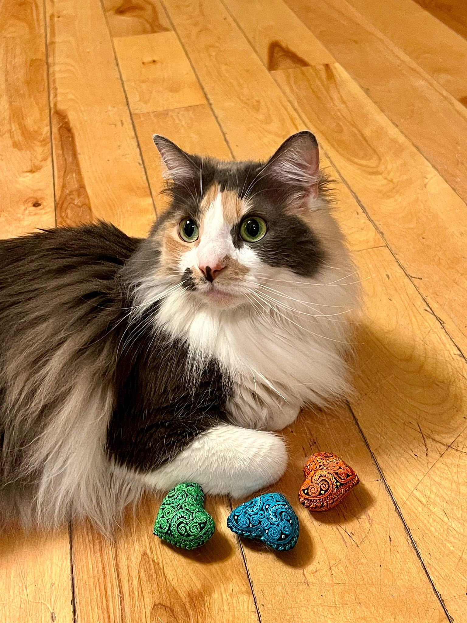 Kitty joined the competition — help win amazing prizes! art, box, carnivore, cat, cat_toy, domestic_short_haired_cat, fawn, felidae, flooring, fur, hardwood, paw, plank, small_to_medium_sized_cats, tail, varnish, whiskers, wood, wood_flooring, wood_stain