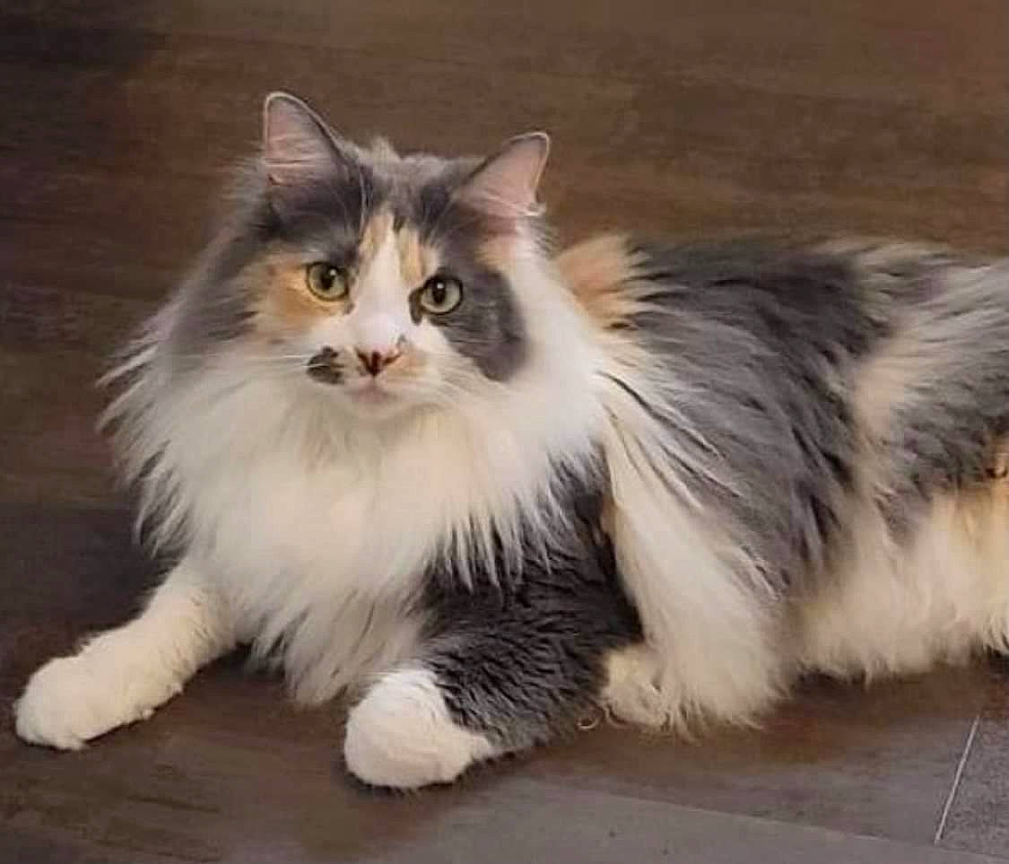 Kitty joined the competition — help win amazing prizes! art, british_longhair, carnivore, cat, claw, fawn, felidae, fur, paw, sitting, small_to_medium_sized_cats, snout, tail, terrestrial_animal, whiskers