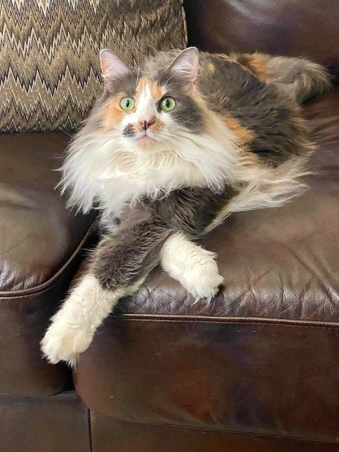 Kitty joined the competition — help win amazing prizes! art, box, british_longhair, carnivore, cat, claw, comfort, domestic_short_haired_cat, fawn, felidae, fur, hardwood, lap, paw, sitting, small_to_medium_sized_cats, tail, terrestrial_animal, whiskers