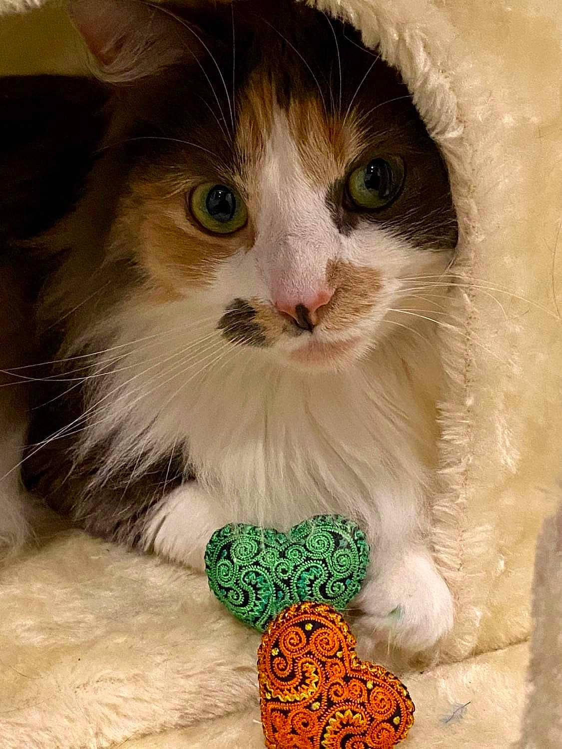 Kitty is registered to the contest to win money with this photo: art, carnivore, cat, claw, domestic_short_haired_cat, eye, fashion_accessory, fawn, felidae, fur, jewellery, pattern, paw, photo_caption, small_to_medium_sized_cats, snout, tail, terrestrial_animal, whiskers, window