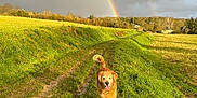 Oscar participe au concours pour gagner de l'argent avec cette photo : dog, golden_retriever, rainbow, double_rainbow, grass, muddy_path, field, countryside, trees, cloudy_sky, sunlight, outdoor, nature, animal, pet, happy, walking, tail, fur, landscape