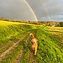 dog, golden_retriever, rainbow, double_rainbow, grass, muddy_path, field, countryside, trees, cloudy_sky, sunlight, outdoor, nature, animal, pet, happy, walking, tail, fur, landscape