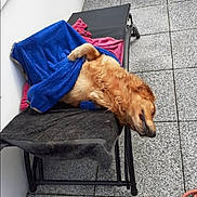 Oscar a rejoint le concours — aidez-le/la à gagner de superbes lots ! dog, golden_retriever, towel, lounge_chair, patio, outdoor, relaxed, nap, fur, toy, blue, red, hose, tile_floor, pet, cozy, resting, sunbathing, animal, canine