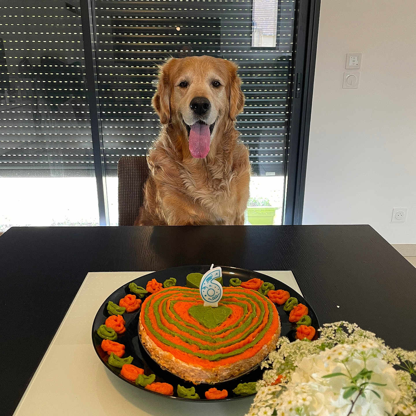 Oscar a rejoint le concours — aidez-le/la à gagner de superbes lots ! birthday_candle, black_plate, blinds, bouquet, cake, celebration, chair, decorated_cake, dog, flowers, golden_retriever, green, happy, home, indoor, orange, pet, table, tongue, window