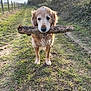 Oscar a rejoint le concours — aidez-le/la à gagner de superbes lots ! dog, golden_retriever, stick, grass, path, outdoor, nature, fence, tree, sunlight, animal, pet, canine, mammal, playful, daylight, field, rural, walking, closeup