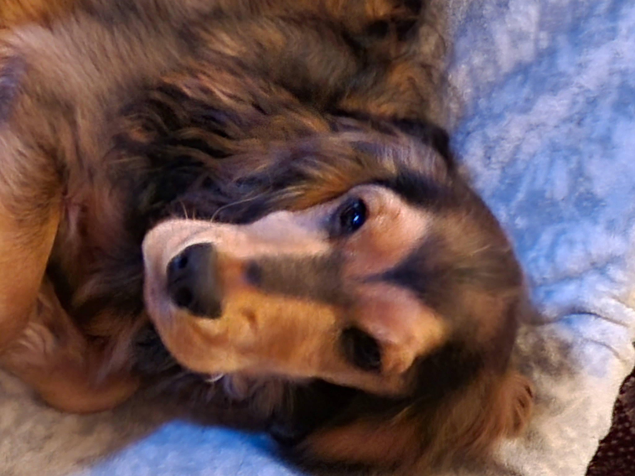 Toto a rejoint le concours — aidez-le/la à gagner de superbes lots ! bored, canidae, carnivore, close_up, companion_dog, dog, dog_breed, fawn, fur, jaw, liver, paw, snout, spaniel, sporting_group, terrestrial_animal, whiskers, wildlife, working_animal, working_dog