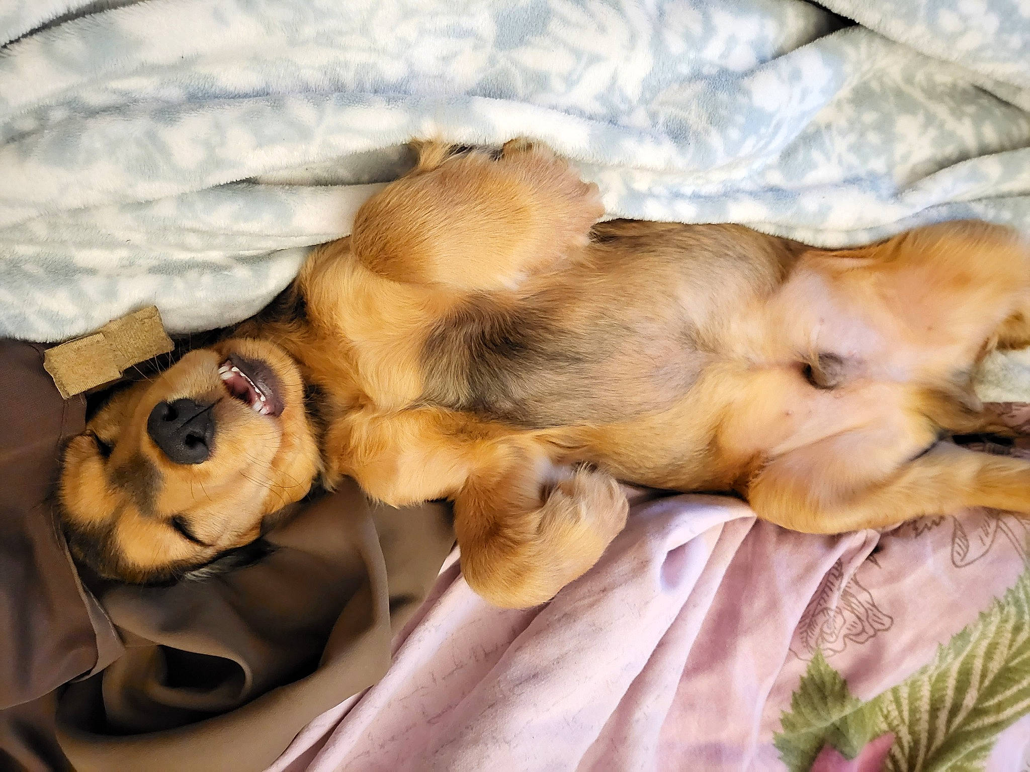 Toto participe au concours pour gagner de l'argent avec cette photo : bed, canidae, carnivore, comfort, companion_dog, dog, dog_breed, fawn, felidae, fur, linens, liver, paw, small_to_medium_sized_cats, snout, sporting_group, tail, terrestrial_animal, whiskers, wildlife