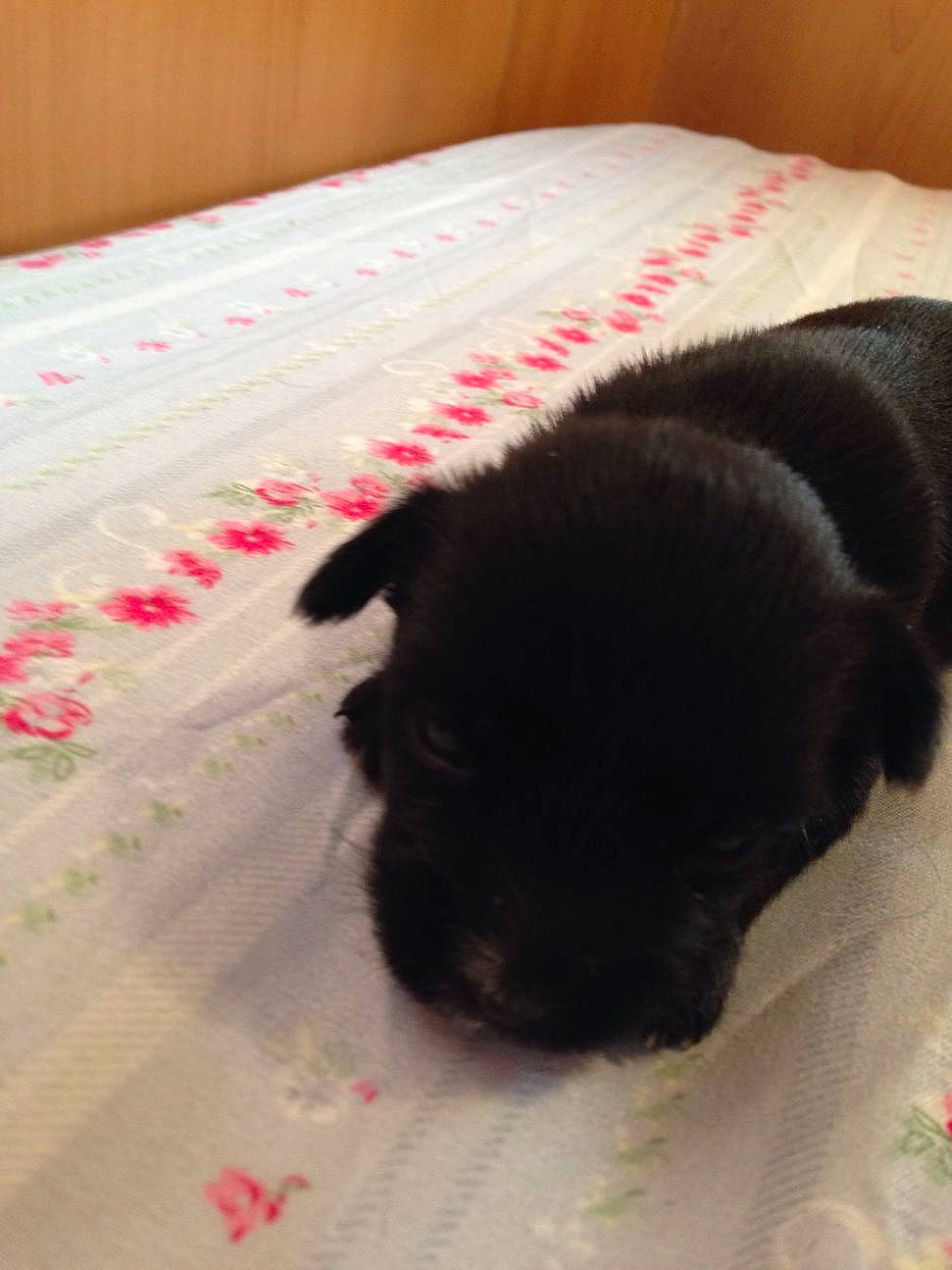 Bebe a rejoint le concours — aidez-le/la à gagner de superbes lots ! bed, bedding, black_cat, canidae, carnivore, comfort, companion_dog, dog, dog_breed, fawn, felidae, flooring, linens, small_to_medium_sized_cats, snout, sporting_group, tail, toy_dog, whiskers, working_animal