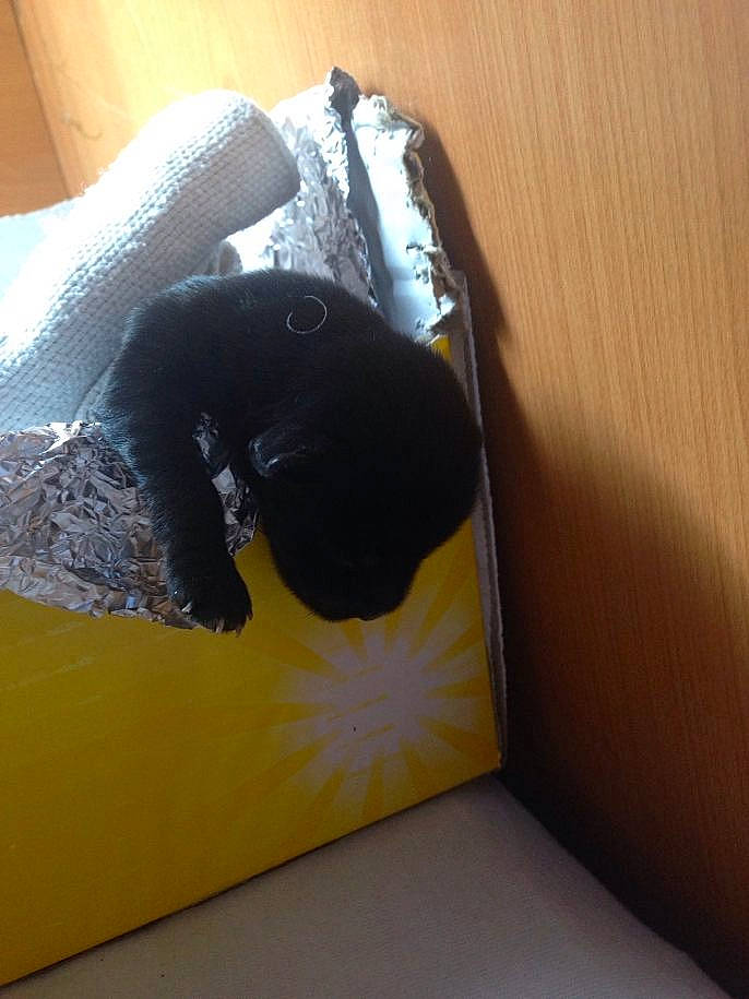 Bebe participe au concours pour gagner de l'argent avec cette photo : bag, black_cat, canidae, carnivore, comfort, companion_dog, dog, dog_breed, fawn, felidae, flooring, gadget, grey, linens, luggage_and_bags, personal_protective_equipment, small_to_medium_sized_cats, snout, sporting_group, working_animal