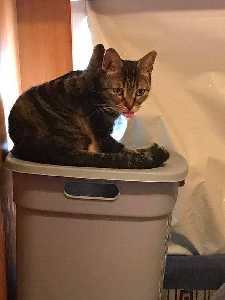 Fice participe au concours pour gagner de l'argent avec cette photo : carnivore, cat, cat_supply, comfort, curtain, domestic_short_haired_cat, felidae, flowerpot, fur, household_supply, pet_supply, plumbing_fixture, room, small_to_medium_sized_cats, tail, terrestrial_animal, washing_machine, whiskers, window, wood